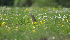 Spermophilus citellus