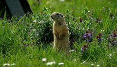 Spermophilus citellus