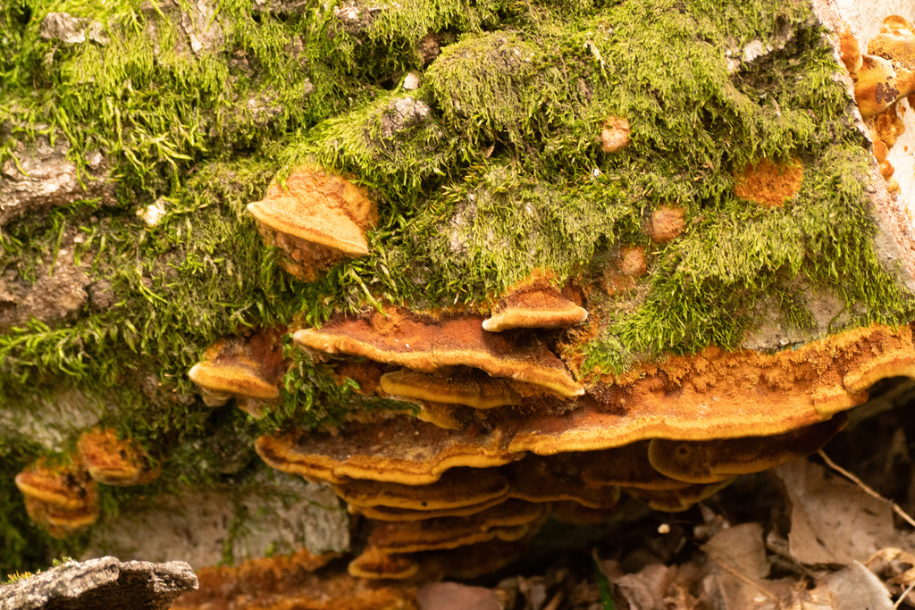 Fuscoporia gilva · October 2023 · photo: © tbc_watanabe (iNaturalist, cc-by)