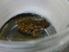 Scinax nasicus