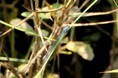 Pseudagrion salisburyense