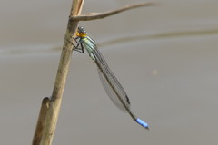 Pseudagrion gamblesi