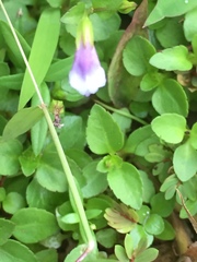Linderniaceae