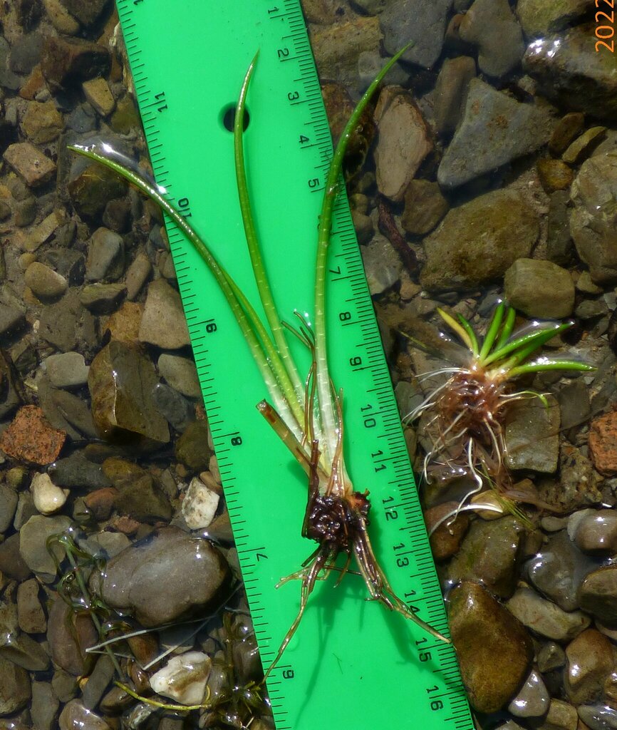 lake quillwort from Cumbria, UK on July 17, 2022 at 04:14 PM by David ...