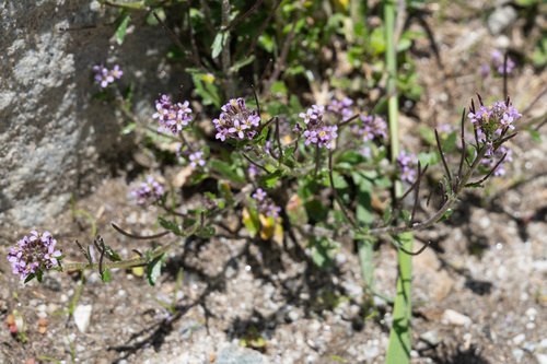 Crucihimalaya himalaica