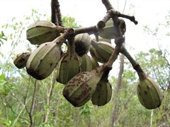 Corymbia ptychocarpa