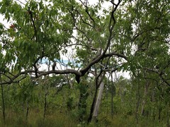 Corymbia ptychocarpa