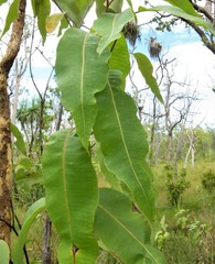 Corymbia ptychocarpa