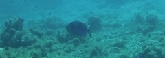 Balistes vetula