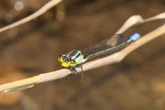 Pseudagrion gamblesi