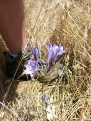 Triteleia laxa
