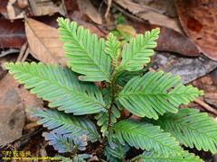 Selaginellaceae