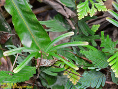 Selaginellaceae