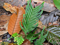 Selaginellaceae