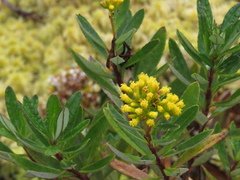 Pentacalia