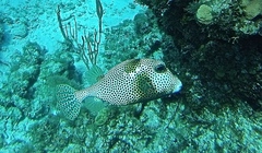Lactophrys bicaudalis