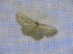 Idaea simplex