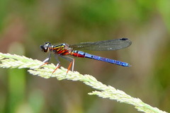 Platycypha caligata