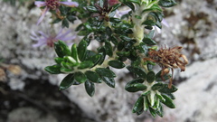 Diplostephium hartwegii