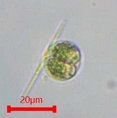 Chlamydomonas