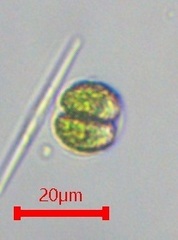 Chlamydomonas