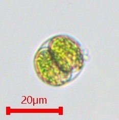 Chlamydomonas