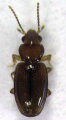 Pericompsus australis