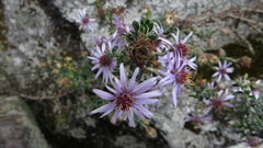 Diplostephium hartwegii