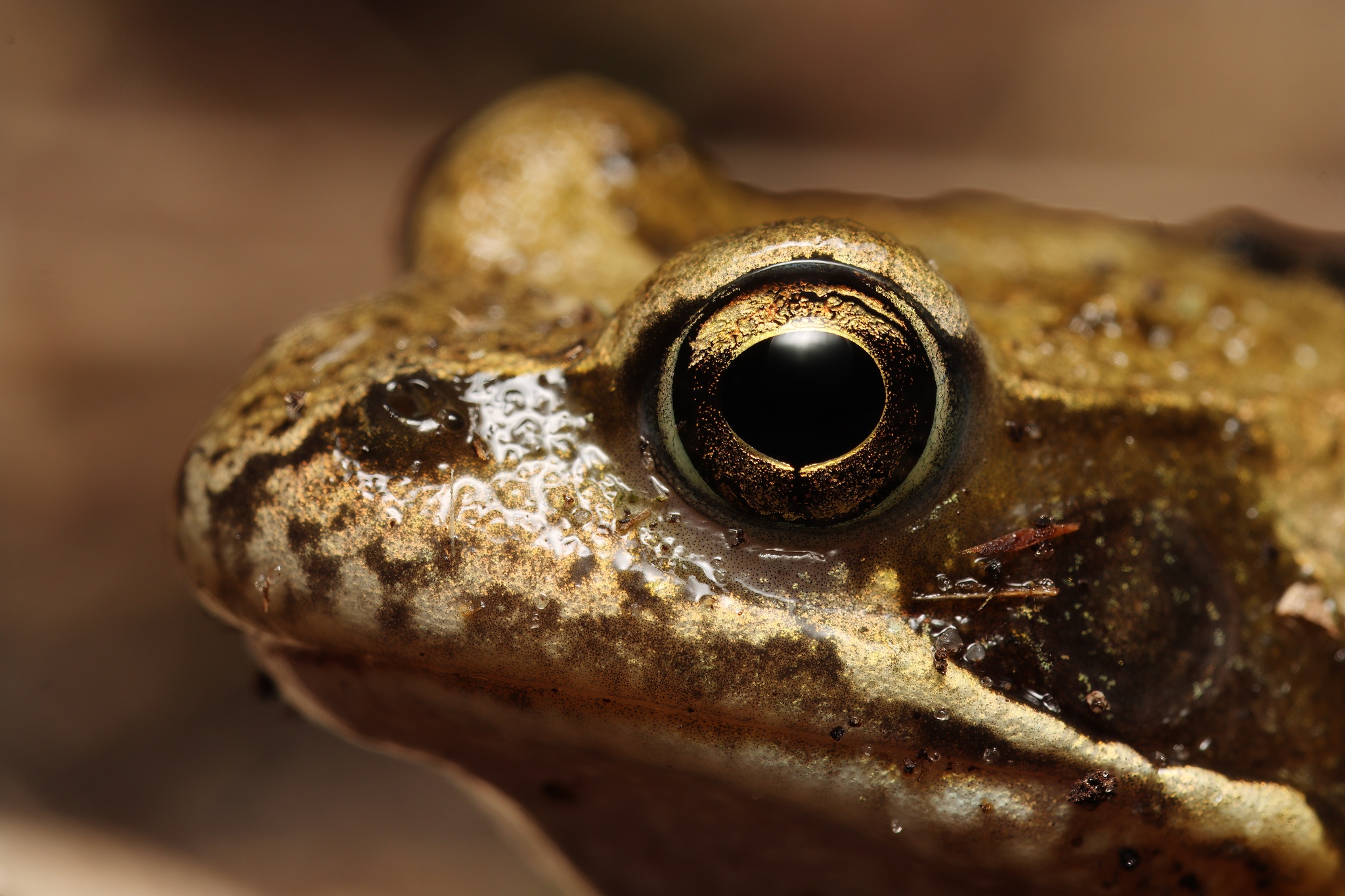 European Common Frog (Rana temporaria) · iNaturalist