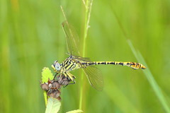 Onychogomphus supinus