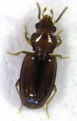 Pericompsus australis