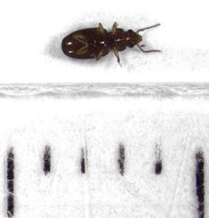 Pericompsus australis