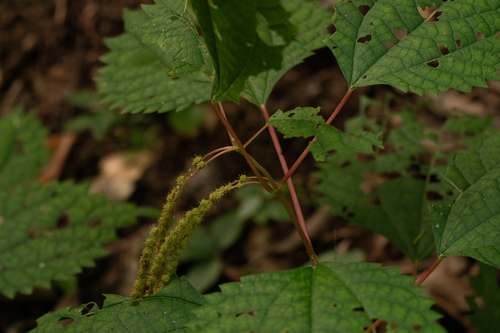 Image of Boehmeria japonica by (c) WATANABE Hitoshi 渡辺仁, some rights reserved (CC BY)