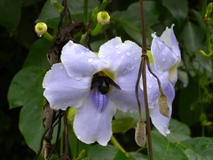 Thunbergia laurifolia