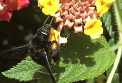 Bombus morio