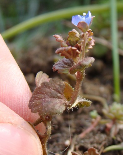 Grey Field-speedwell