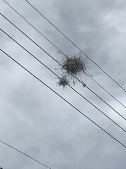 Tillandsia recurvata