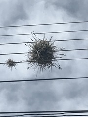 Tillandsia recurvata