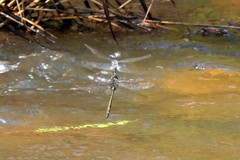 Zygonyx natalensis