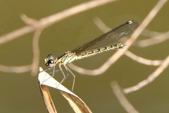 Platycypha caligata