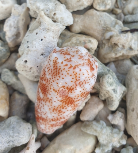 Conus stercusmuscarum observed 2023-10-08