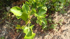 Searsia glauca