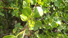 Searsia glauca
