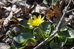 Ficaria verna calthifolia