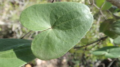 Dioscorea sylvatica