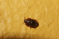 Lobiopa insularis
