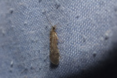 Lepidoptera