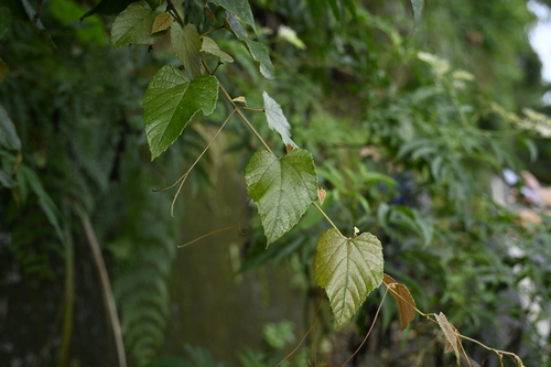 Vitis heyneana, photograph 6