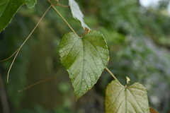 Vitis heyneana, photograph 曾昱承 Yu-Cheng Zeng, CC BY, iNaturalist via GBIF