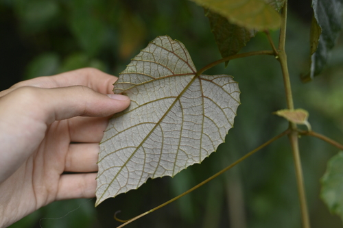 Vitis heyneana, photograph 5